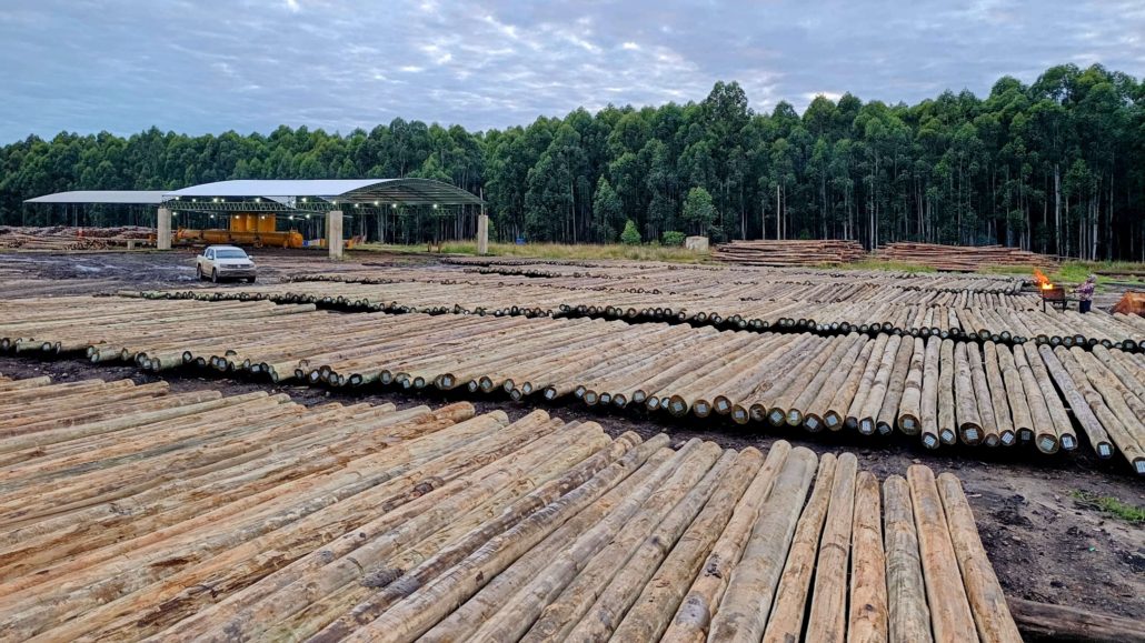 Postes de Eucalipto Impregnado